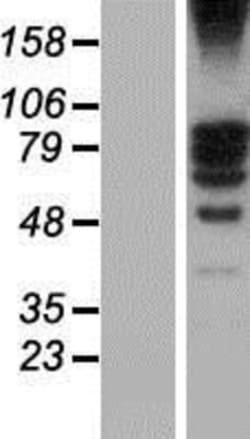 Novus Biologicals&trade;&nbsp;TSGA10 Overexpression Lysate