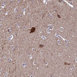 TSGA14 Antibody, Novus Biologicals 0.1mL; Unlabeled:Antibodies, Polyclonal