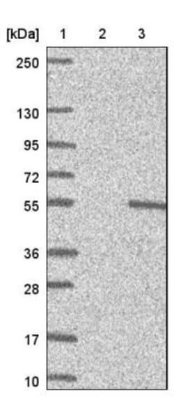 TSGA14 Antibody, Novus Biologicals 0.1mL; Unlabeled:Antibodies, Polyclonal