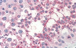 TSKS Antibody, Novus Biologicals 100&mu;L; Unlabeled:Antibodies, Polyclonal