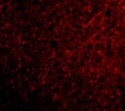 TSLP Antibody - BSA Free, Novus Biologicals 0.05mg; Unlabeled:Antibodies,