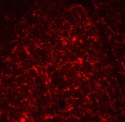 TSLP Antibody - BSA Free, Novus Biologicals 0.05mg; Unlabeled:Antibodies,