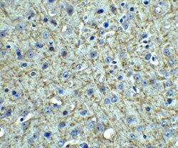 TSLP Antibody - BSA Free, Novus Biologicals 0.05mg; Unlabeled:Antibodies,
