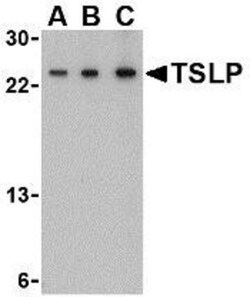 TSLP Antibody - BSA Free, Novus Biologicals 0.05mg; Unlabeled:Antibodies,
