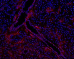 TSPAN13 Antibody, Novus Biologicals:Antibodies:Primary Antibodies