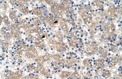 TSPAN32/TSSC6 Antibody, Novus Biologicals:Antibodies:Primary Antibodies
