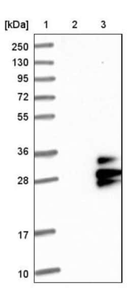 TSPAN9 Antibody, Novus Biologicals 0.1 mL | Buy Online | Novus Biologicals | Fisher Scientific