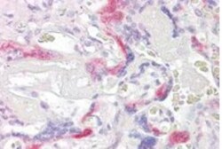 TSSC3 Antibody, Novus Biologicals 0.1mg; Unlabeled:Antibodies, Polyclonal