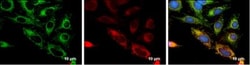 TTC11 Antibody (4211), Novus Biologicals 0.1mL; Unlabeled:Antibodies, Monoclonal