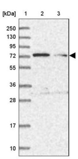 TTC12 Antibody, Novus Biologicals:Antibodies:Primary Antibodies