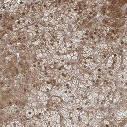 TTC22 Antibody, Novus Biologicals 0.1mL; Unlabeled:Antibodies, Polyclonal