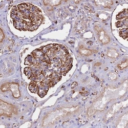 TTC4 Antibody, Novus Biologicals:Antibodies:Primary Antibodies