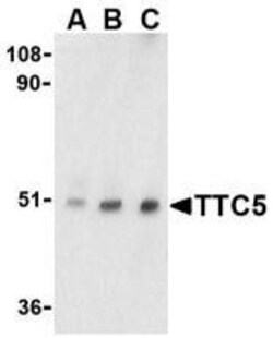 TTC5 Antibody - BSA Free, Novus Biologicals 0.025 mg, Unconjugated:Antibodies,