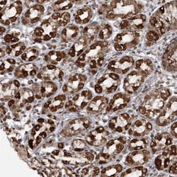 TTC7A Antibody, Novus Biologicals:Antibodies:Primary Antibodies