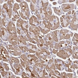 TTC9C Antibody, Novus Biologicals:Antibodies:Primary Antibodies