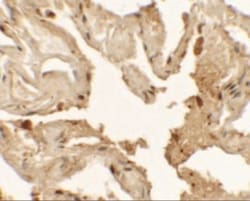 TTF-1/ NKX2-1 Antibody - BSA Free, Novus Biologicals 0.025 mg, Unlabeled:Antibodies,