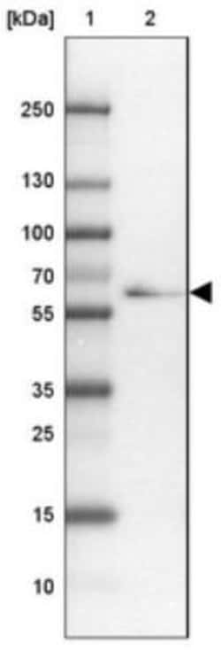 TTLL11 Antibody, Novus Biologicals:Antibodies:Primary Antibodies
