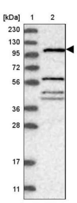 TTLL4 Antibody, Novus Biologicals 25 &mu;L; Unlabeled:Antibodies, Polyclonal