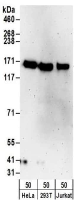 TTLL5 Antibody, Novus Biologicals 0.1mg; Unlabeled:Antibodies, Polyclonal