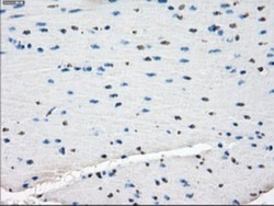 TTP Antibody (OTI8B5), Novus Biologicals 0.1mL; Unlabeled:Antibodies, Monoclonal