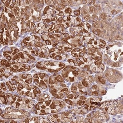 TTPAL Antibody, Novus Biologicals:Antibodies:Primary Antibodies