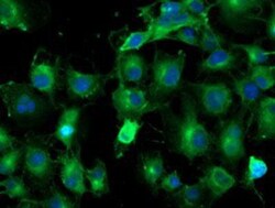 TUBAL3 Antibody (OTI4C5), Novus Biologicals 0.1mL; Unlabeled:Antibodies,