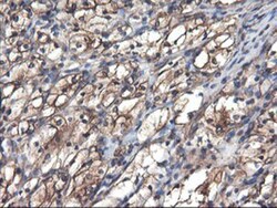 TUBAL3 Antibody (OTI4C5), Novus Biologicals 0.1mL; Unlabeled:Antibodies,