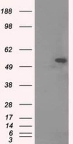 Tubulin alpha-8 Antibody (OTI2G6), Novus Biologicals 0.1mL; Unlabeled:Antibodies,