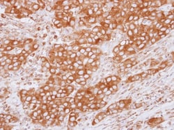 Tubulin Beta 2C Antibody, Novus Biologicals 0.1mL; Unlabeled:Antibodies,