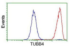Tubulin Beta 4 Antibody (OTI3F1), Novus Biologicals 0.1mL; Unlabeled:Antibodies,