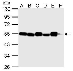 Tubulin alpha-1B Antibody (114), Novus Biologicals 0.1 mL | Buy Online | Novus Biologicals | Fisher Scientific