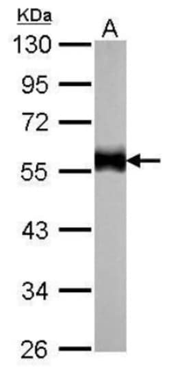 Tubulin alpha-1B Antibody (114), Novus Biologicals 0.1 mL | Buy Online | Novus Biologicals | Fisher Scientific