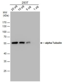 Tubulin alpha-1B Antibody (114), Novus Biologicals 0.1 mL | Buy Online | Novus Biologicals | Fisher Scientific