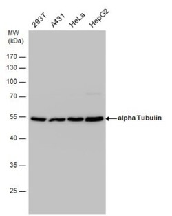 Tubulin alpha-1B Antibody (114), Novus Biologicals 0.1 mL | Buy Online | Novus Biologicals | Fisher Scientific