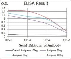Tubulin alpha-8 Antibody (2D6), Novus Biologicals:Antibodies:Primary Antibodies
