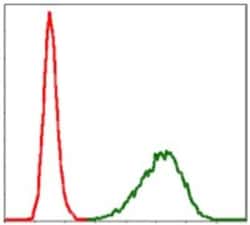 Tubulin alpha-8 Antibody (2D6), Novus Biologicals:Antibodies:Primary Antibodies