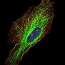 Tubulin alpha-8 Antibody (2D6), Novus Biologicals:Antibodies:Primary Antibodies