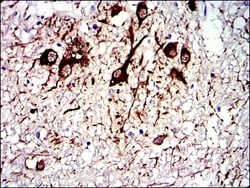 Tubulin alpha-8 Antibody (2D6), Novus Biologicals:Antibodies:Primary Antibodies