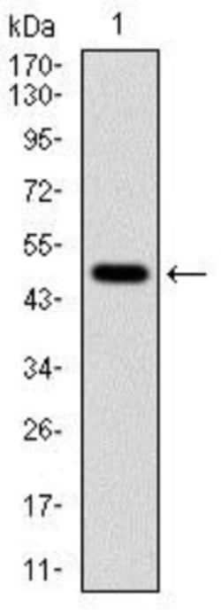 Tubulin alpha-8 Antibody (2D6), Novus Biologicals:Antibodies:Primary Antibodies