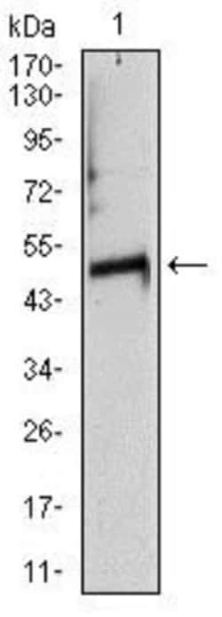 Tubulin alpha-8 Antibody (2D6), Novus Biologicals:Antibodies:Primary Antibodies
