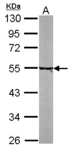 Tubulin alpha-8 Antibody, Novus Biologicals 0.1mg; Unlabeled:Antibodies,