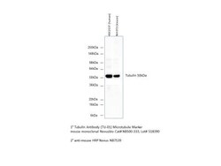 alpha Tubulin Antibody (TU-01) - BSA Free, Novus Biologicals 0.1mg; Unlabeled:Antibodies,