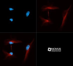 alpha Tubulin Antibody (YL1/2) - BSA Free, Novus Biologicals 0.1mL; Unlabeled:Antibodies,