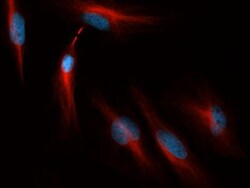 alpha Tubulin Antibody (YL1/2) - BSA Free, Novus Biologicals 0.1mL; Unlabeled:Antibodies,