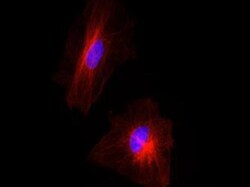 alpha Tubulin Antibody (YL1/2) - BSA Free, Novus Biologicals 0.1mL; Unlabeled:Antibodies,