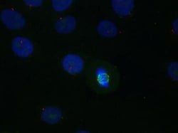 alpha Tubulin Antibody (YL1/2) - BSA Free, Novus Biologicals 0.1mL; Unlabeled:Antibodies,