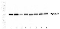 alpha Tubulin Antibody (YL1/2) - BSA Free, Novus Biologicals 0.1mL; Unlabeled:Antibodies,