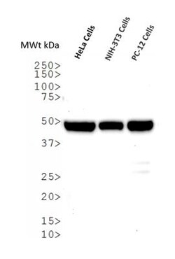 alpha Tubulin Antibody (YL1/2) - BSA Free, Novus Biologicals 0.1mL; Unlabeled:Antibodies,