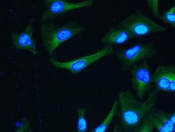 alpha Tubulin Antibody (YOL1/34) - BSA Free, Novus Biologicals 0.25mg;