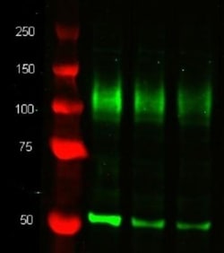 alpha Tubulin Antibody (YOL1/34) - BSA Free, Novus Biologicals 0.25mg;